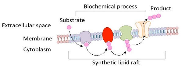 Synthetic lipid rafts